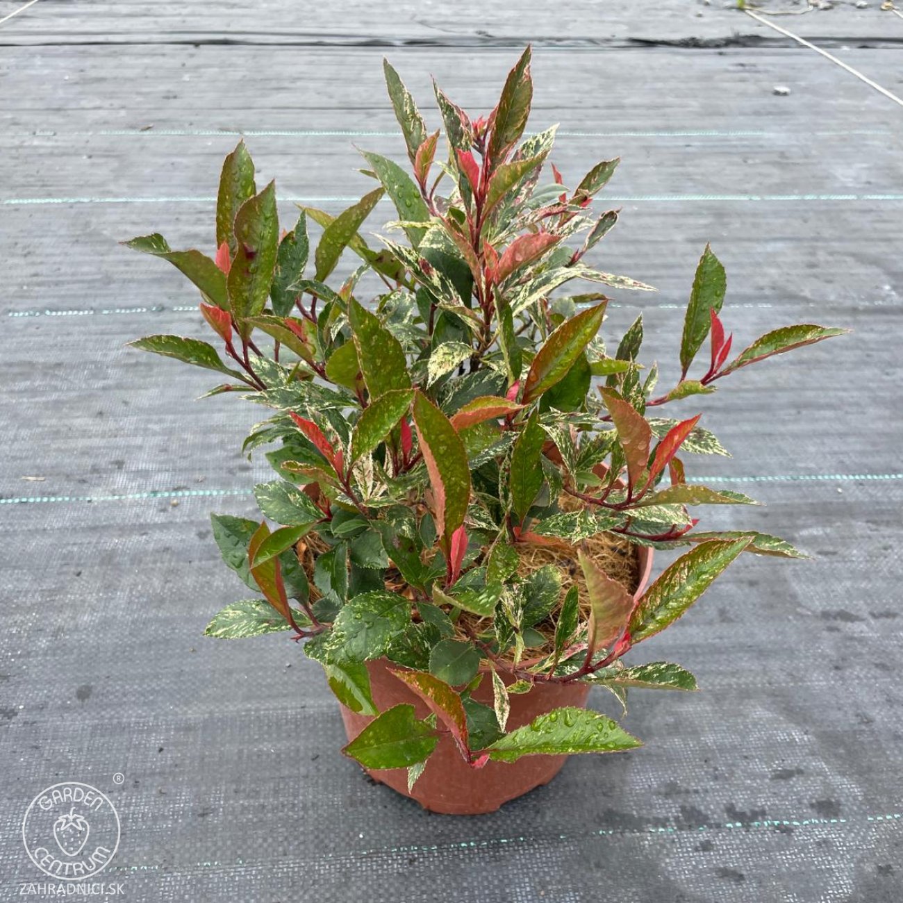 Obrázok Červienka Fraserova (Photinia × fraseri) ‘LITTLE FENNA’ - výška 15-25, kont. C2L